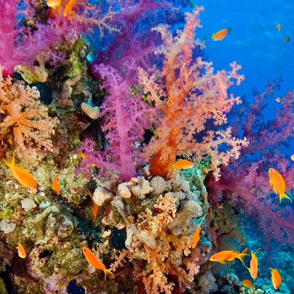 Colorful Coral in Fiji