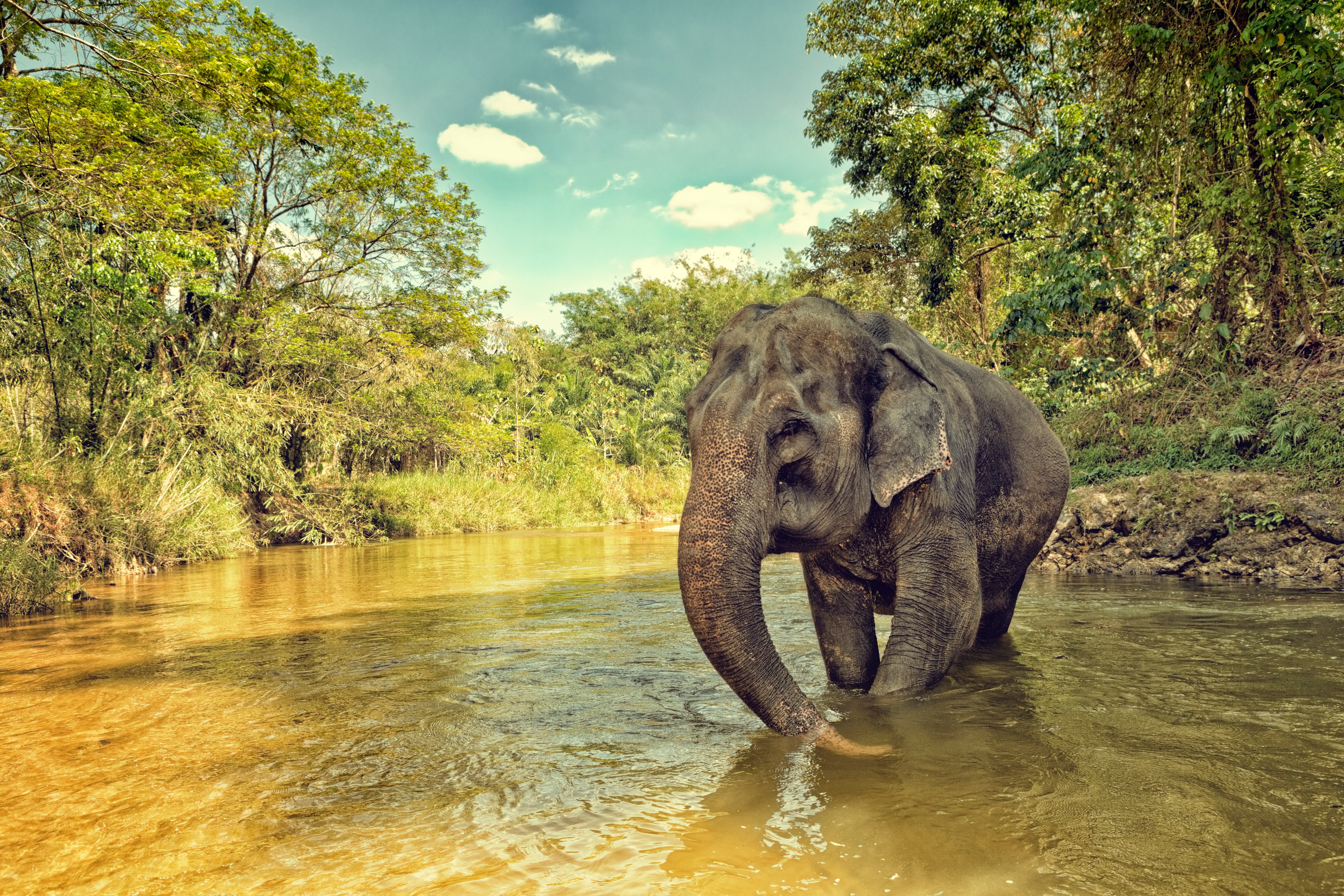 Phuket Elephant Sanctuary 