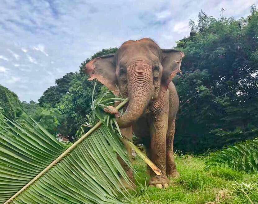 Samui Elephant Haven 