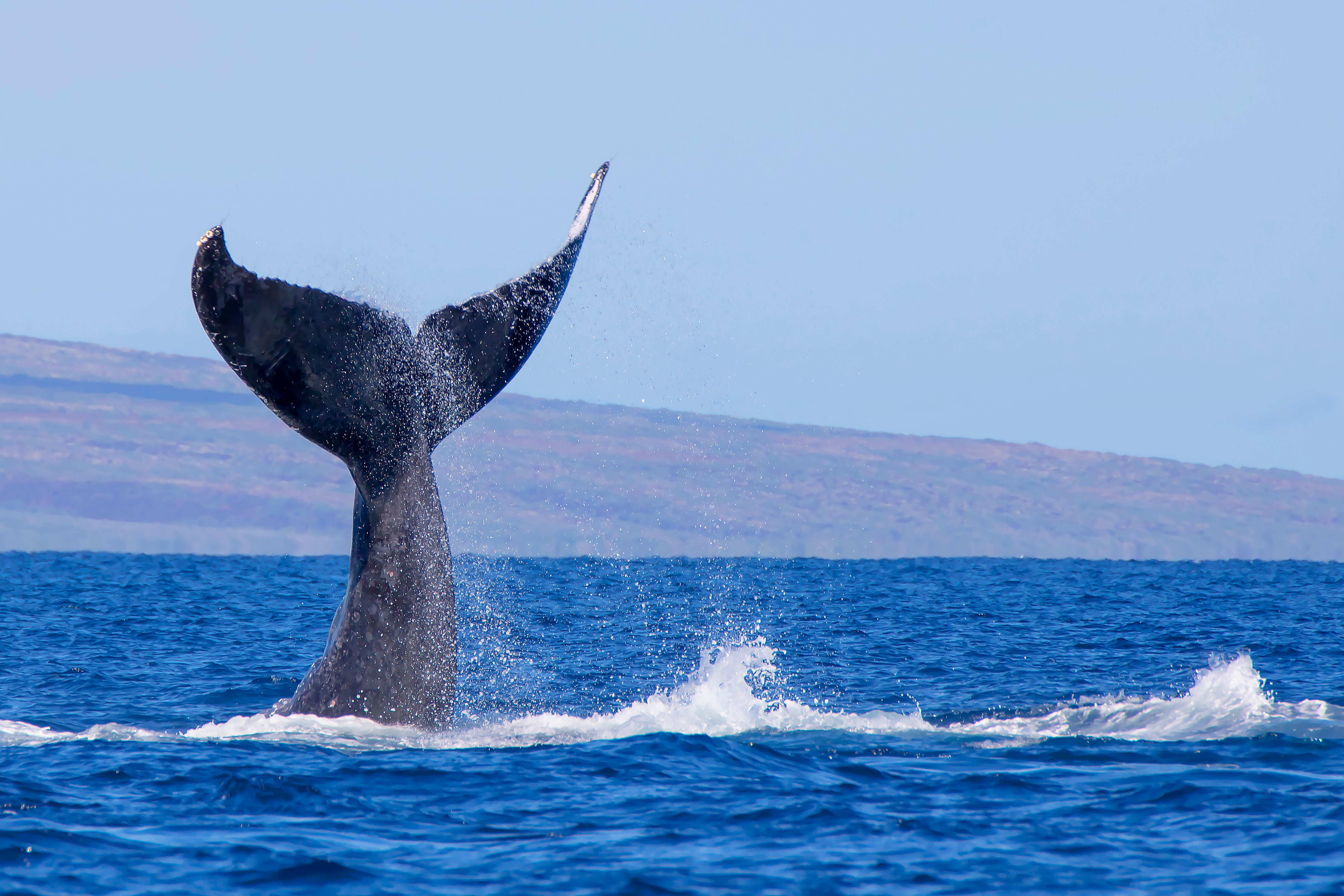 Whale watching on Maui