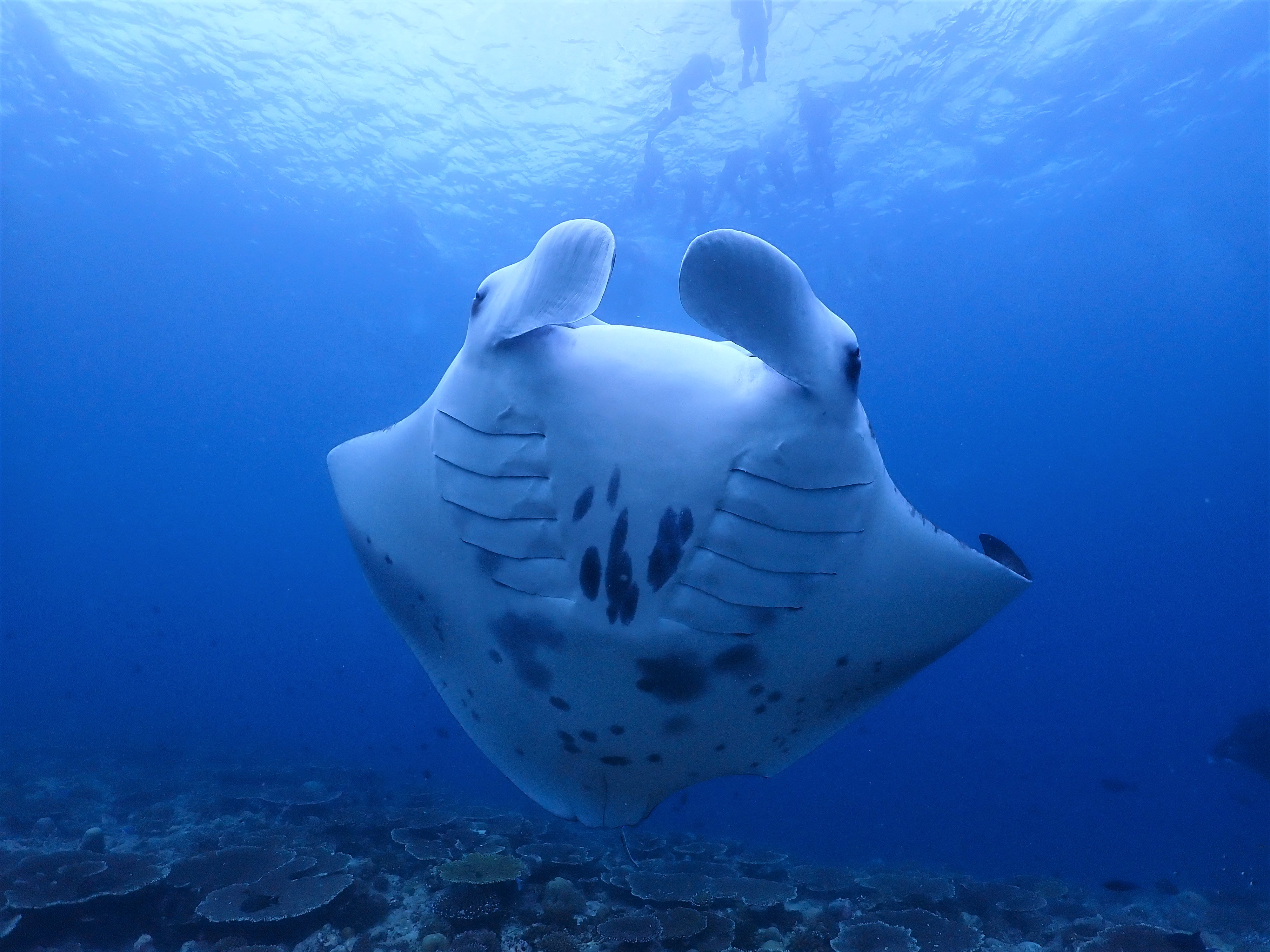 Manta Ray