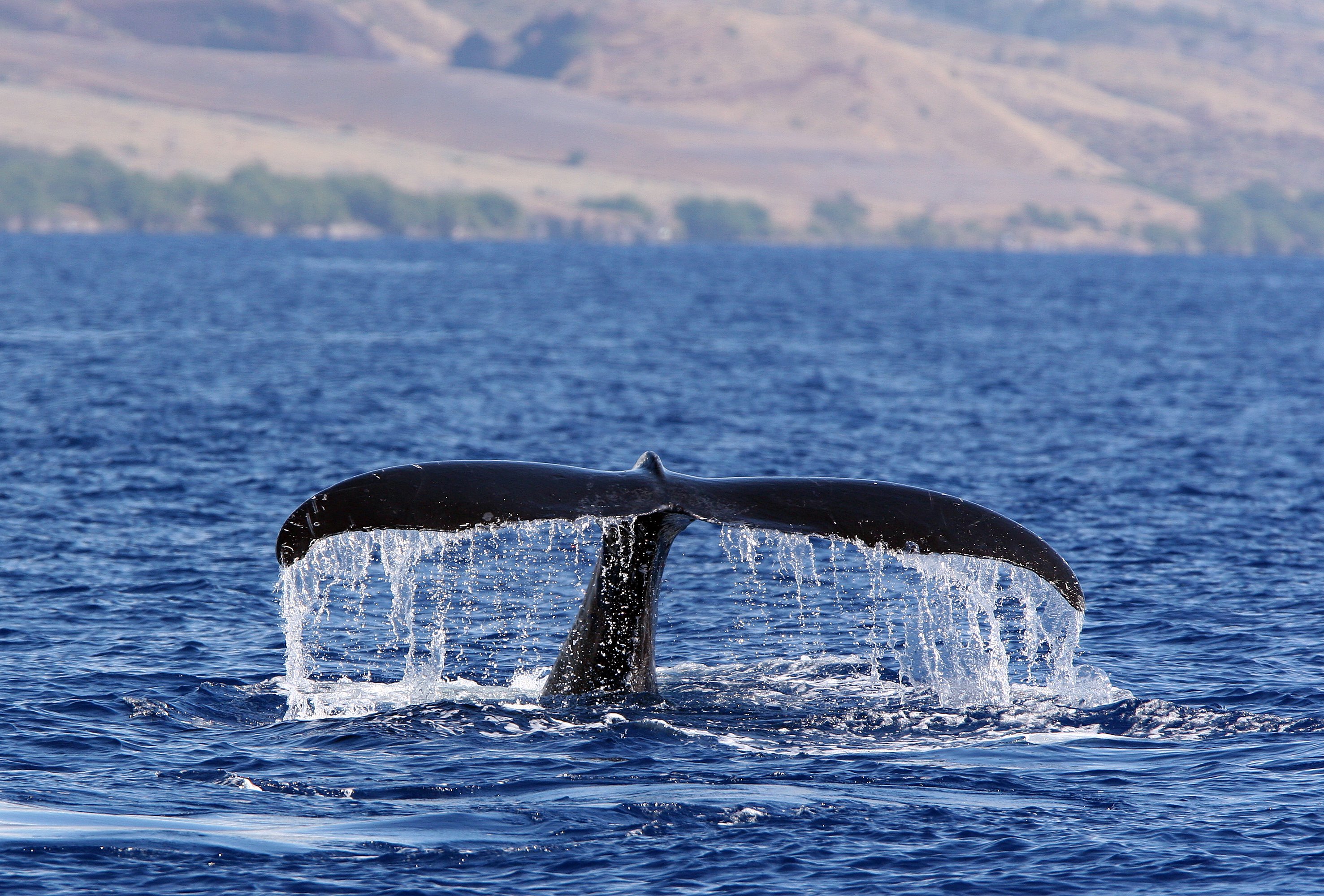 Humpback Whale on Maui